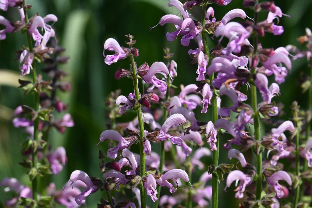 3035-05268646 Tower Hill Botanic Garden, MA.JPG - Clary Sage (Salvia sclarea). New England Botanic Garden at Tower Hill, MA, 5-26-2025